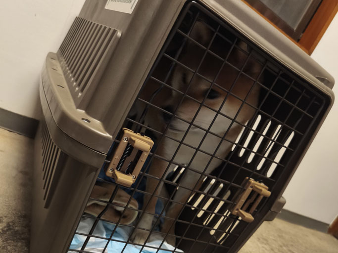 ペット宿泊可能